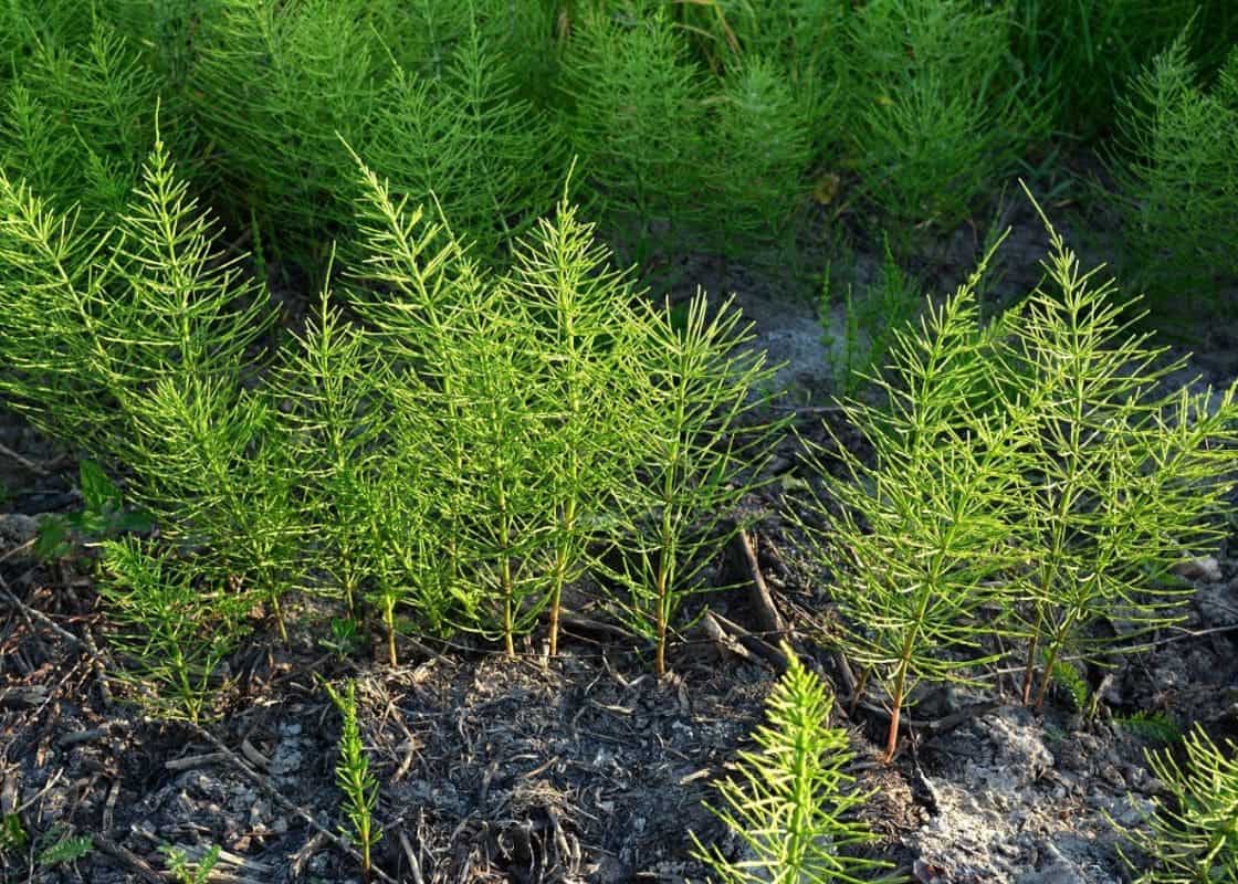 Top 8 Health Benefits of Horsetail for Strong Bones, Hair, and Skin