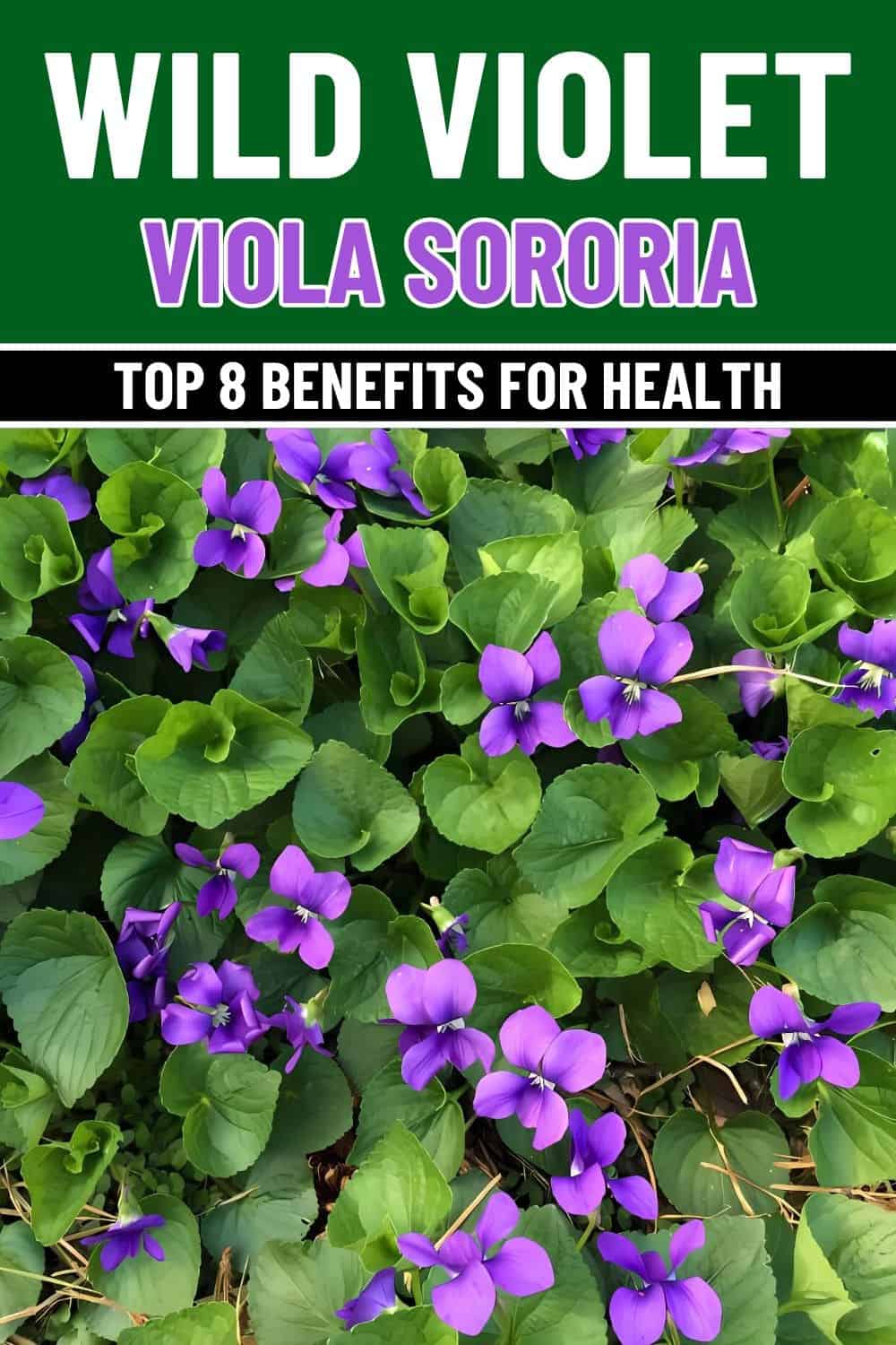 8 Remarkable Health Benefits of Wild Violet You Might Be Overlooking