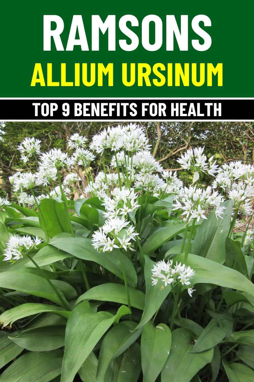 9 Amazing Health Benefits of Ramsons Nature’s Wild Superfood