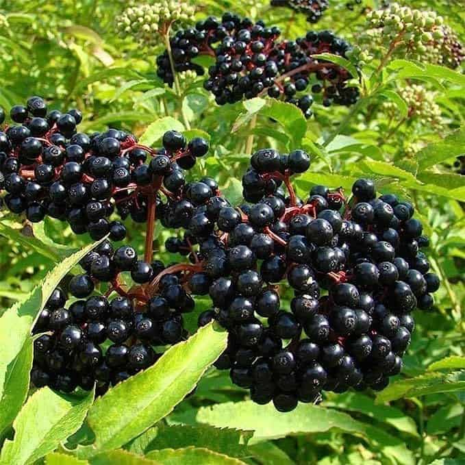 Do You Know Elderberry Can Combat the Flu Virus?