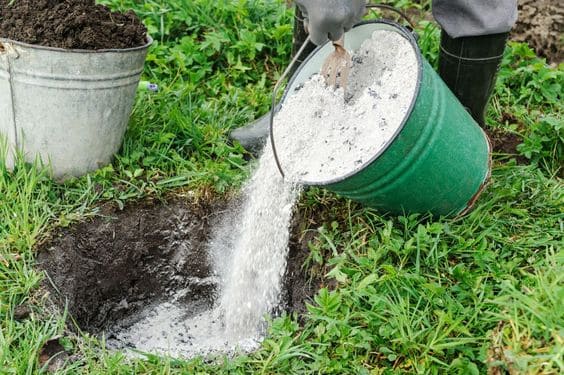 How to Use Ash in Gardening: Benefits, Precautions, and Best Practices