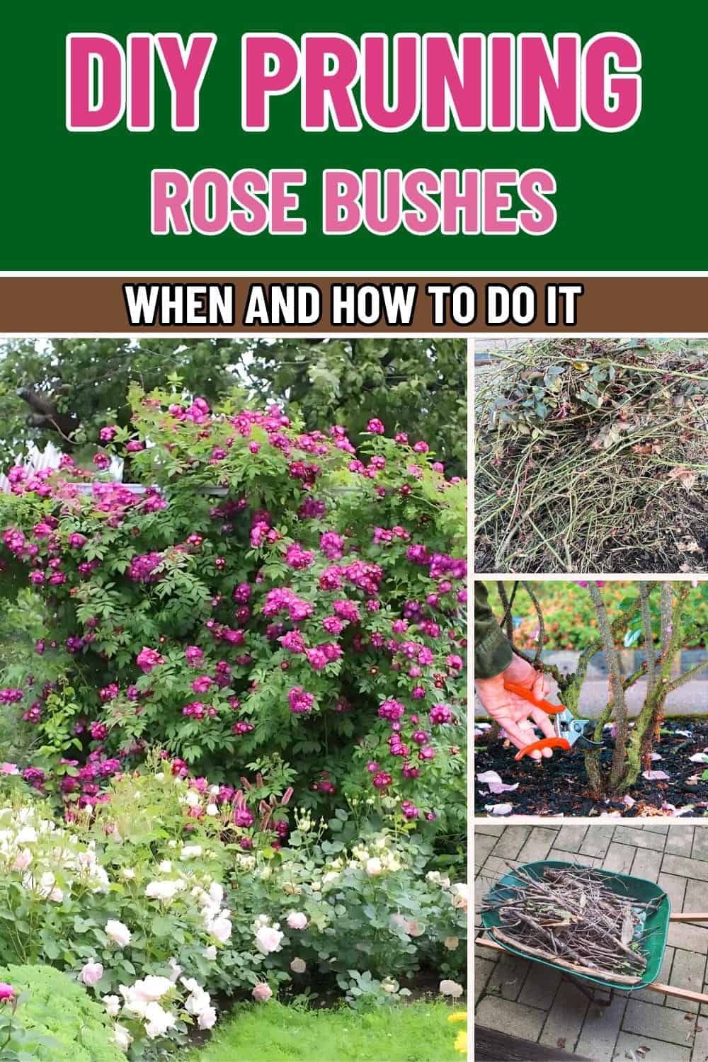 A Step-by-Step Guide to Pruning Rose Bushes When and How to Do It Right