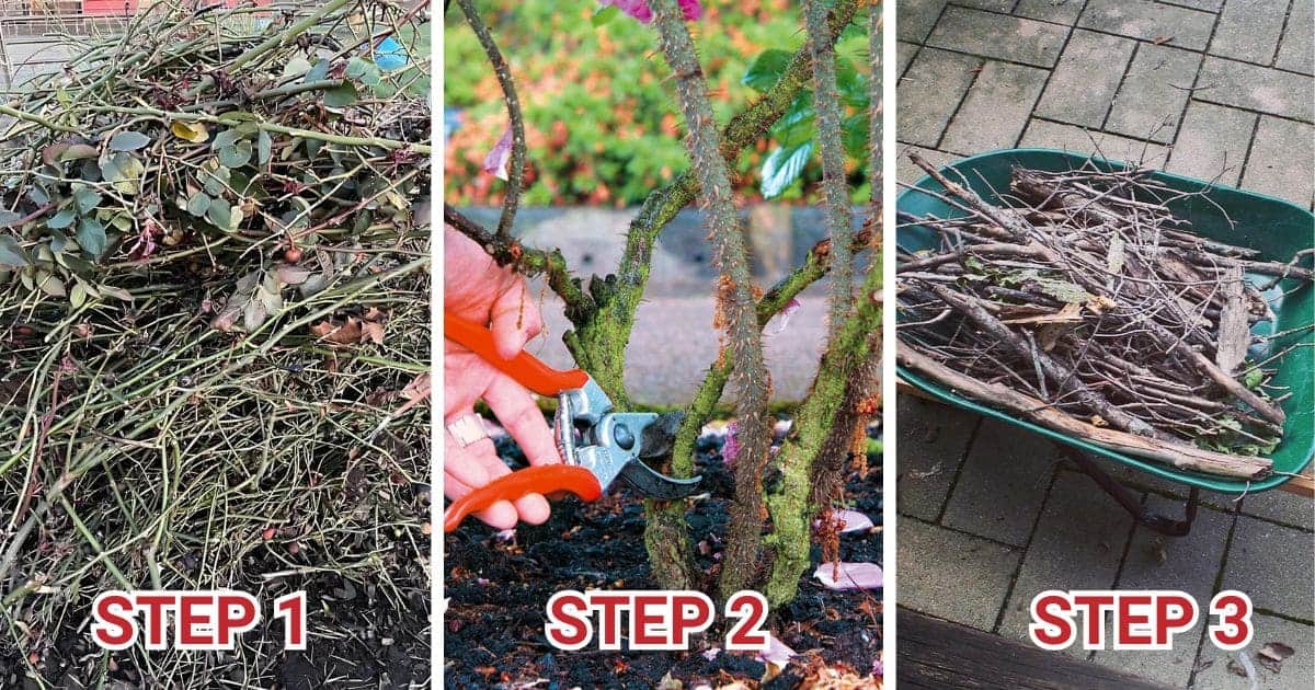 A Step By Step Guide To Pruning Rose Bushes When And How To Do It Right A Step By Step Guide To Pruning Rose Bushes When And How To Do It Right