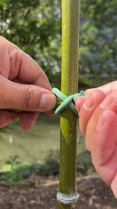 DIY Guide to Building a Bamboo Trellis for Cucumber Plants