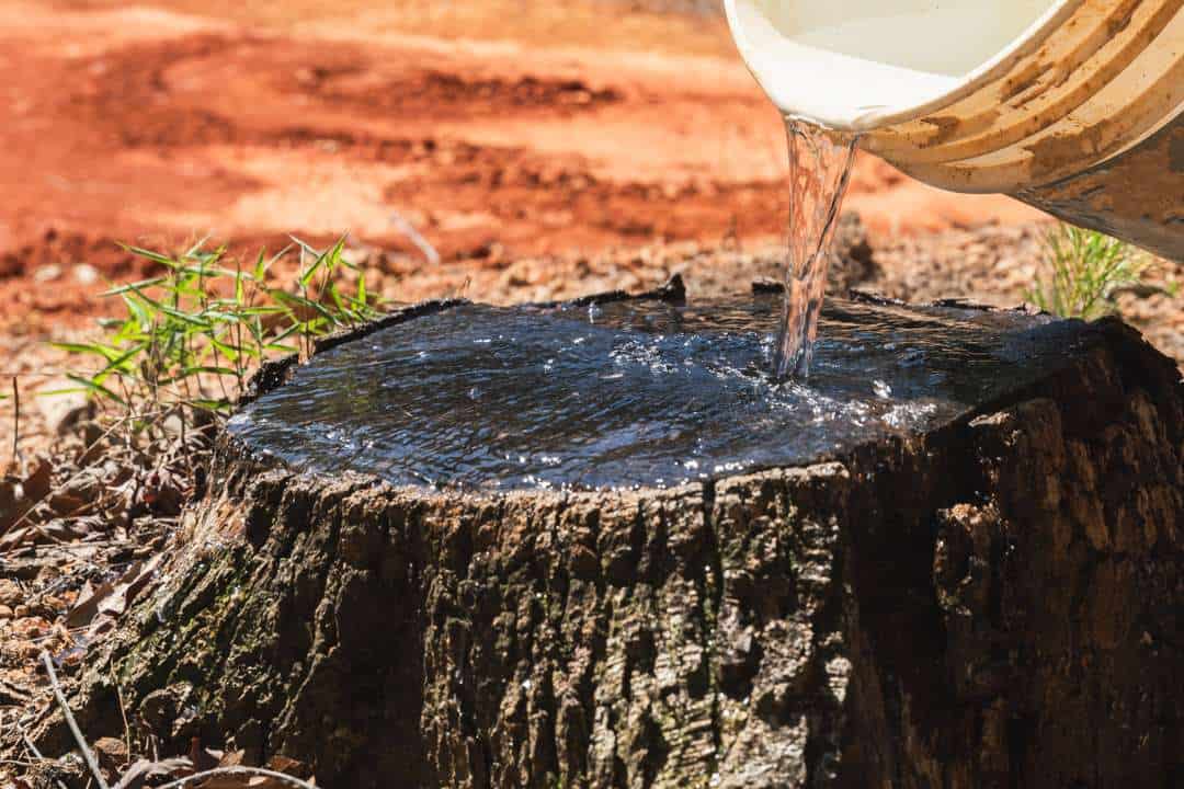 How to Remove a Tree Stump with Chemicals Easily And Effectively