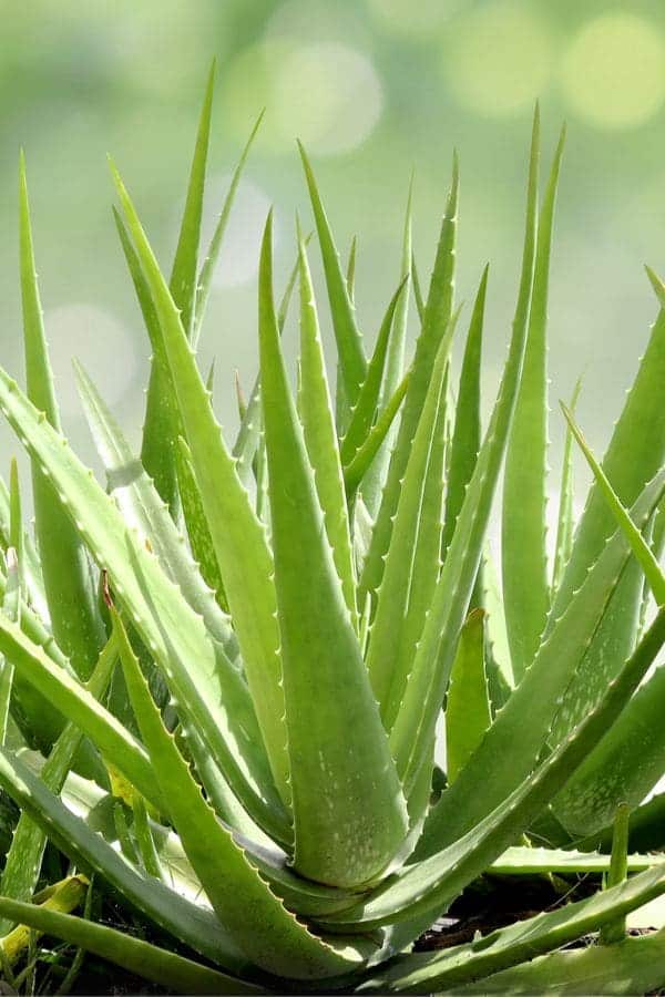 Aloe Vera for Hair Health: Miracle Remedy or Overrated Trend?