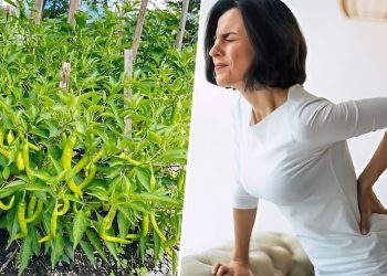 10 Amazing Health Benefits of Chili Leaves: A Nutrient-Packed Green You Shouldn’t Overlook 10 Amazing Health Benefits of Chili Leaves: A Nutrient-Packed Green You Shouldn’t Overlook