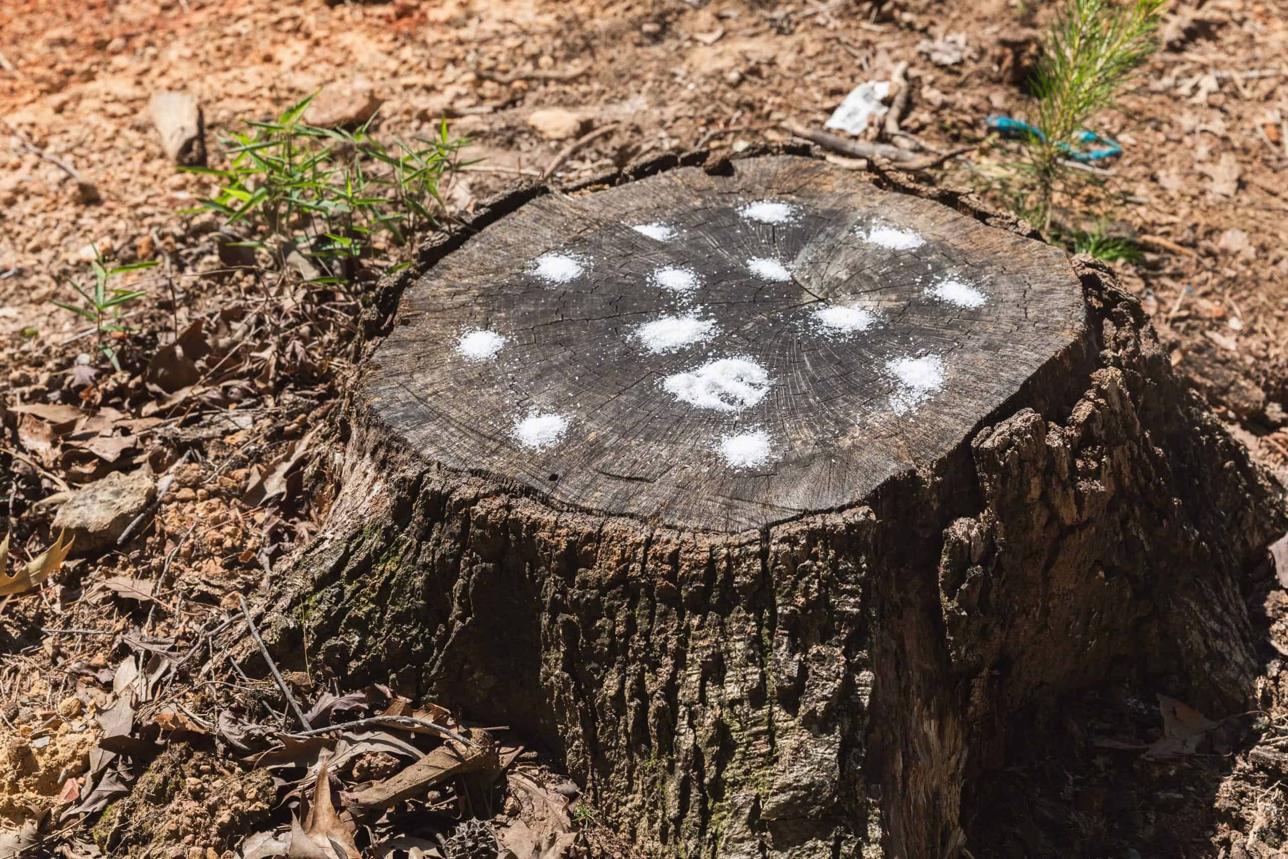 How to Remove a Tree Stump with Chemicals Easily And Effectively