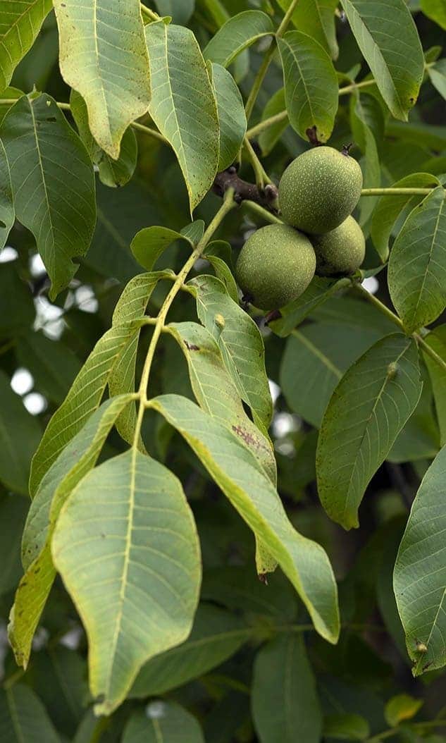 Are Walnut Leaves Edible? Discover Top 7 Health Benefits of These Overlooked Leaves