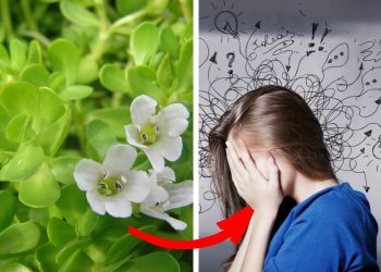 6 Reasons to Add Bacopa Monnieri to Your Health Routine
