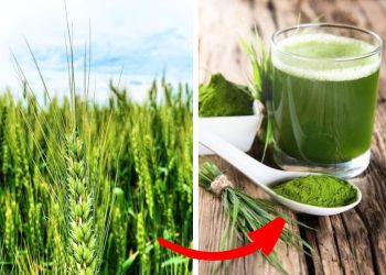 The 8 Amazing Health Benefits of Barley Grass You Need to Know