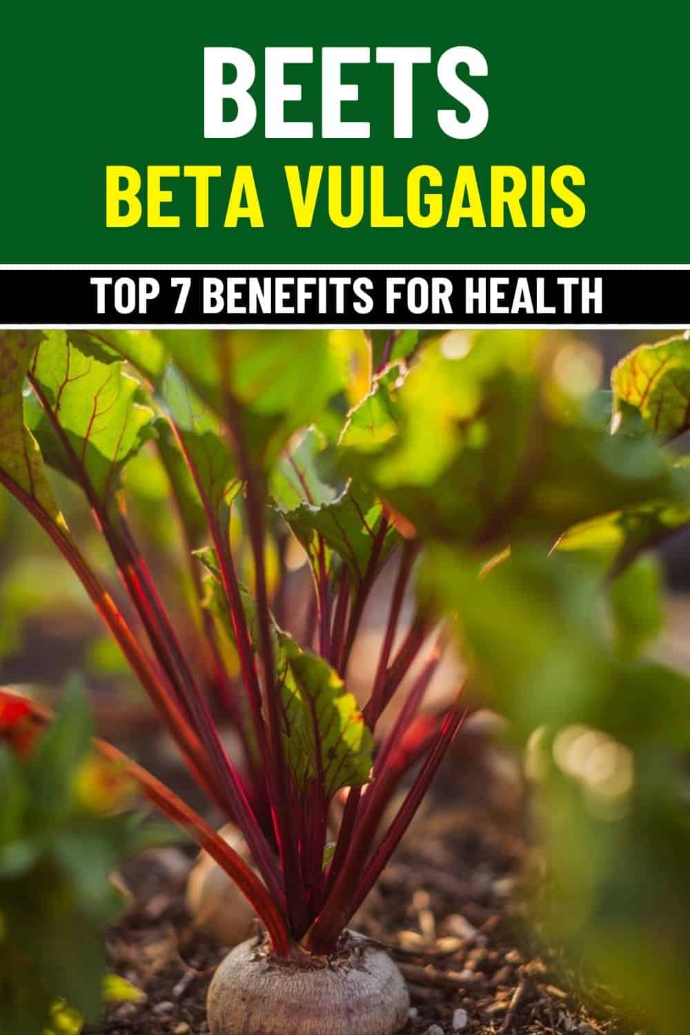 7 Surprising Health Benefits of Beets You Need to Know