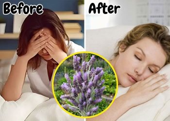 Top 6 Health Benefits of Lavender And How to Use It Safely