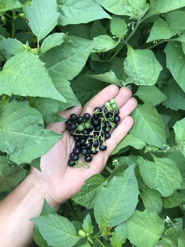 6 Surprising Health Benefits of Black Nightshade You Should Know