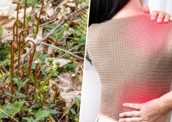 What Are the Health Benefits of Blechnaceae and Why Should You Care?