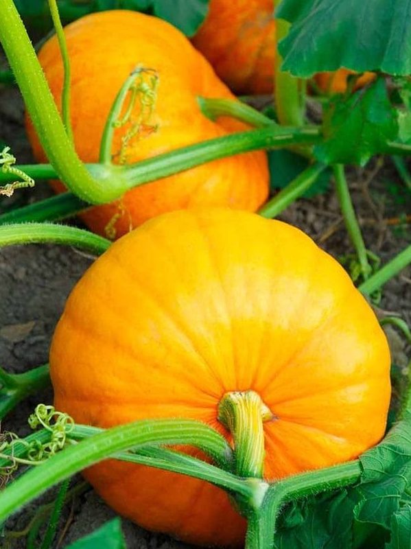 Why Pumpkin Isn’t Just for Fall: 7 Year-Round Health Benefits