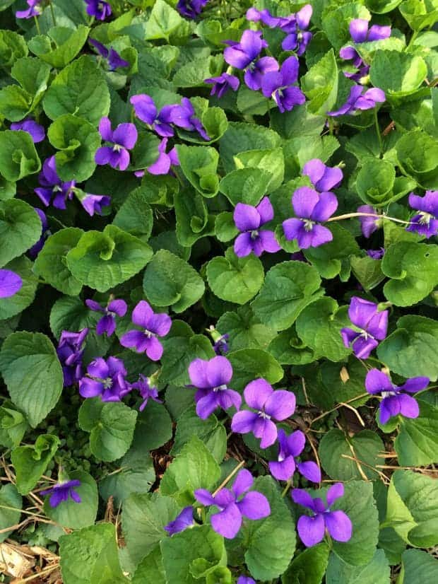 8 Remarkable Health Benefits of Wild Violet You Might Be Overlooking