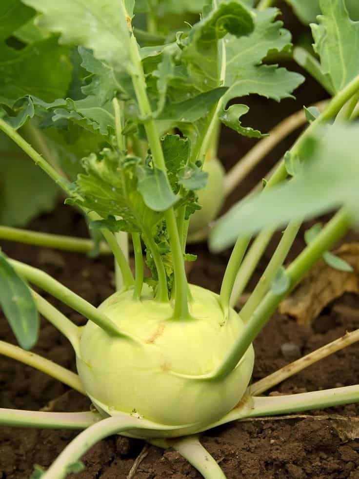 The Amazing Health Benefits Of Kohlrabi Youve Been Missing