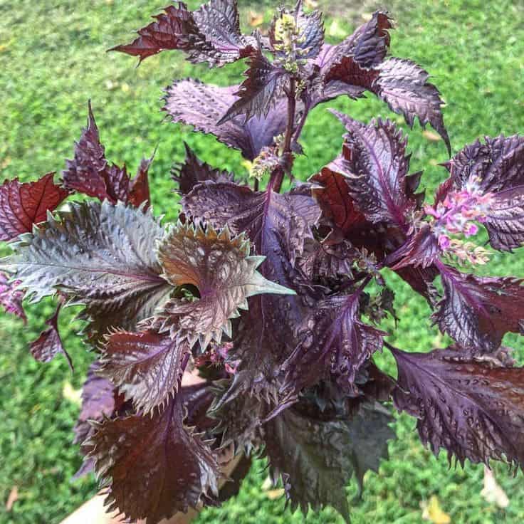 Explore Top 10 Amazing Health Benefits of Shiso Tea