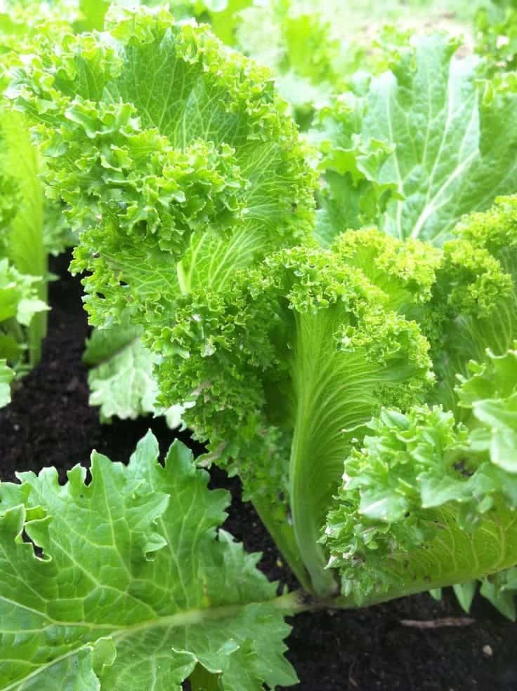 Why Mustard Greens Should Be Your Go-To Superfood