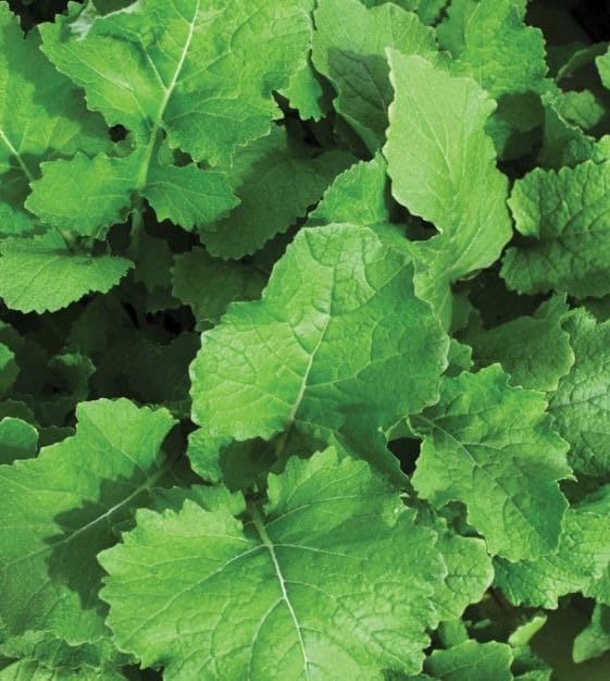 7 Incredible Health Benefits of Turnip Greens You Should Know