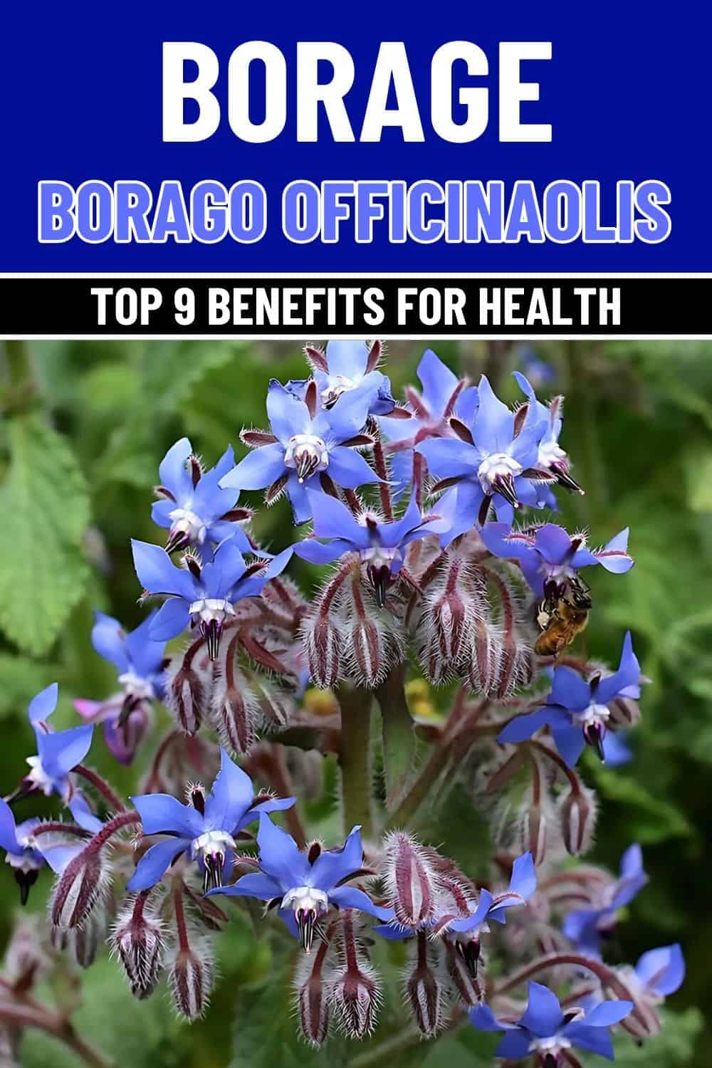 Borage A Nature’s Versatile Herb With 9 Health Benefits