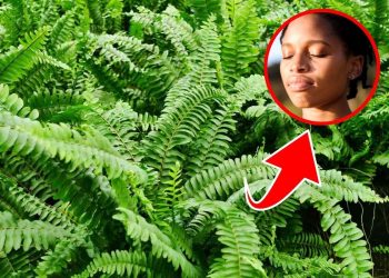6 Surprising Health Benefits of Boston Fern You Need to Know