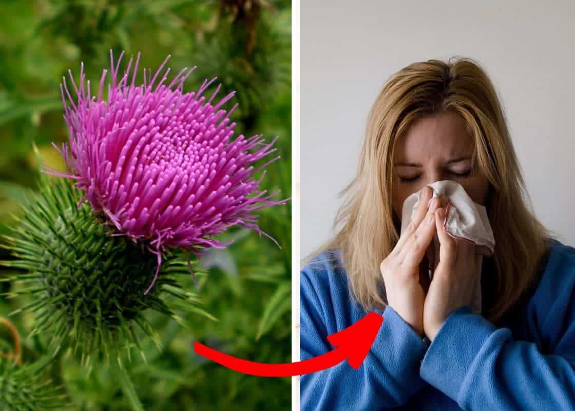 7 Surprising Health Benefits of Bull Thistle and How to Use It Safely