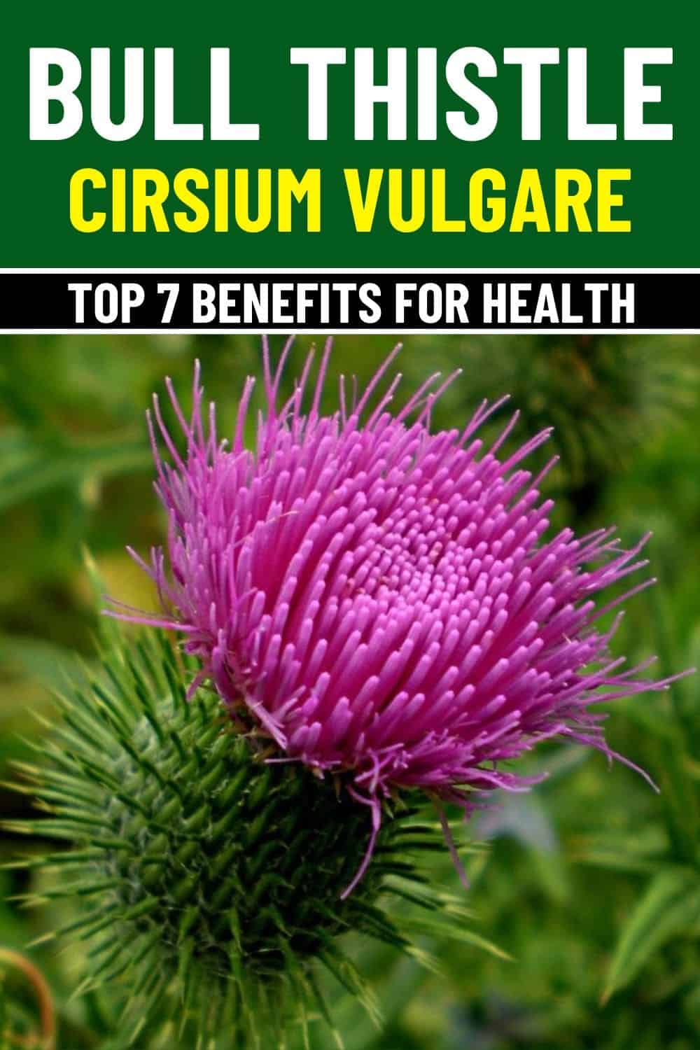 7 Surprising Health Benefits of Bull Thistle and How to Use It Safely