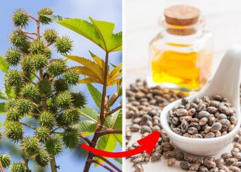 7 Incredible Health Benefits of Castor You’ll Wish You Knew
