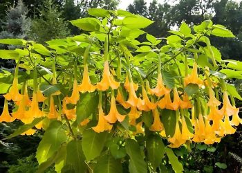 Can Datura Stramonium Be Used Safely? Top 5 Unexpected Benefits and Cautions