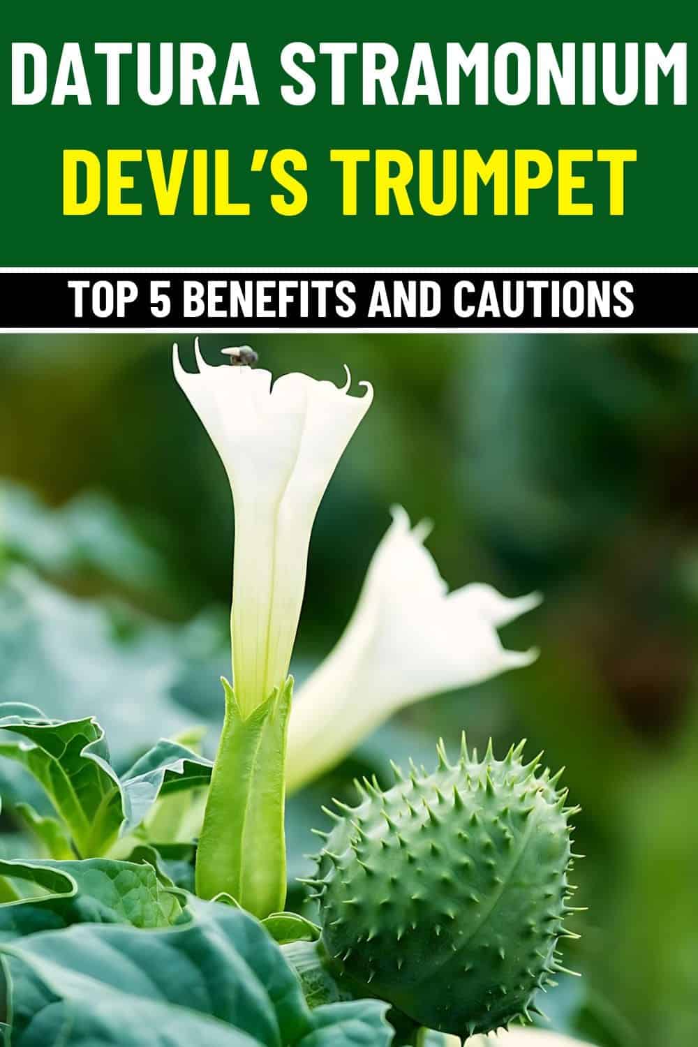 Can Datura Stramonium Be Used Safely Top 5 Unexpected Benefits and Cautions