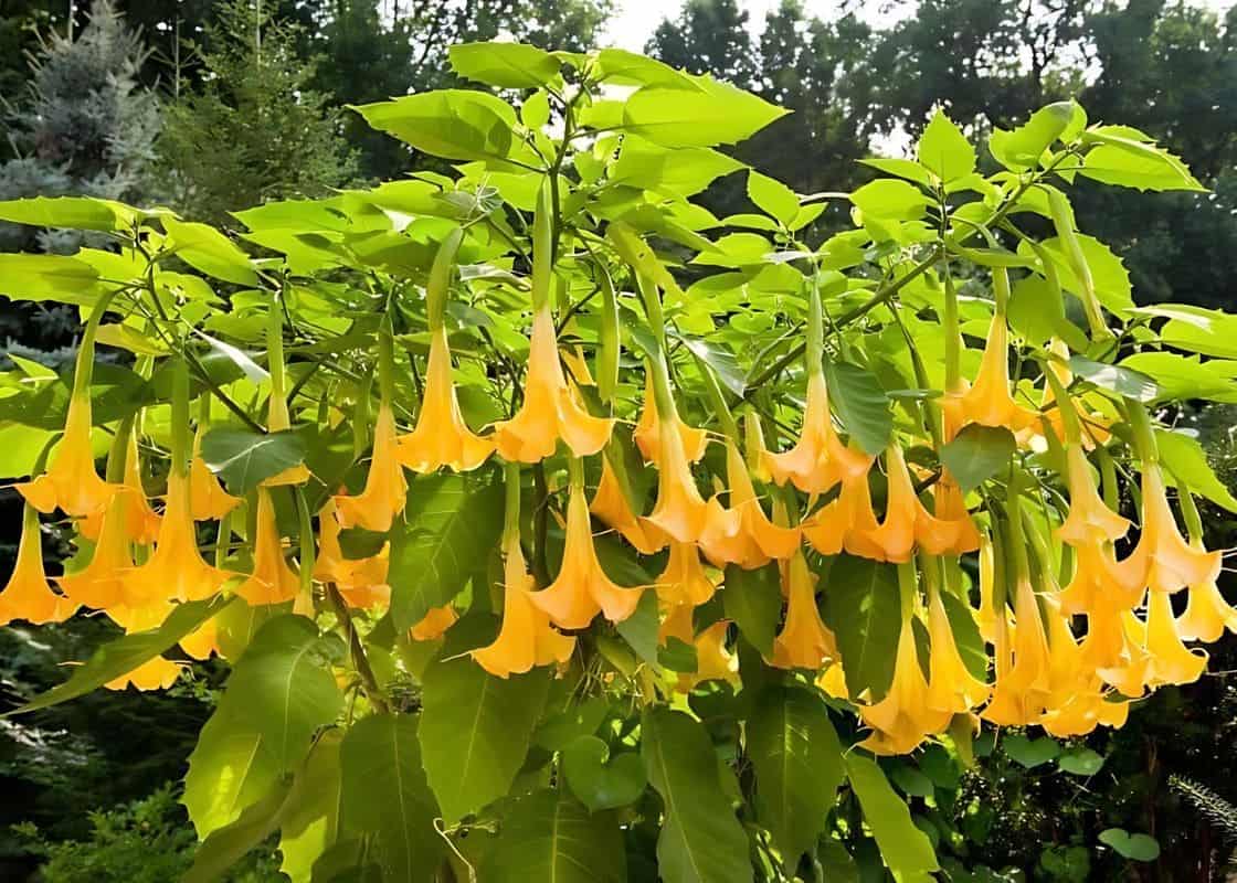 Can Datura Stramonium Be Used Safely? Top 5 Unexpected Benefits and Cautions