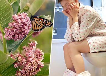 Can Milkweed Be Used to Treat Diarrhea? Exploring Its Potential Benefits