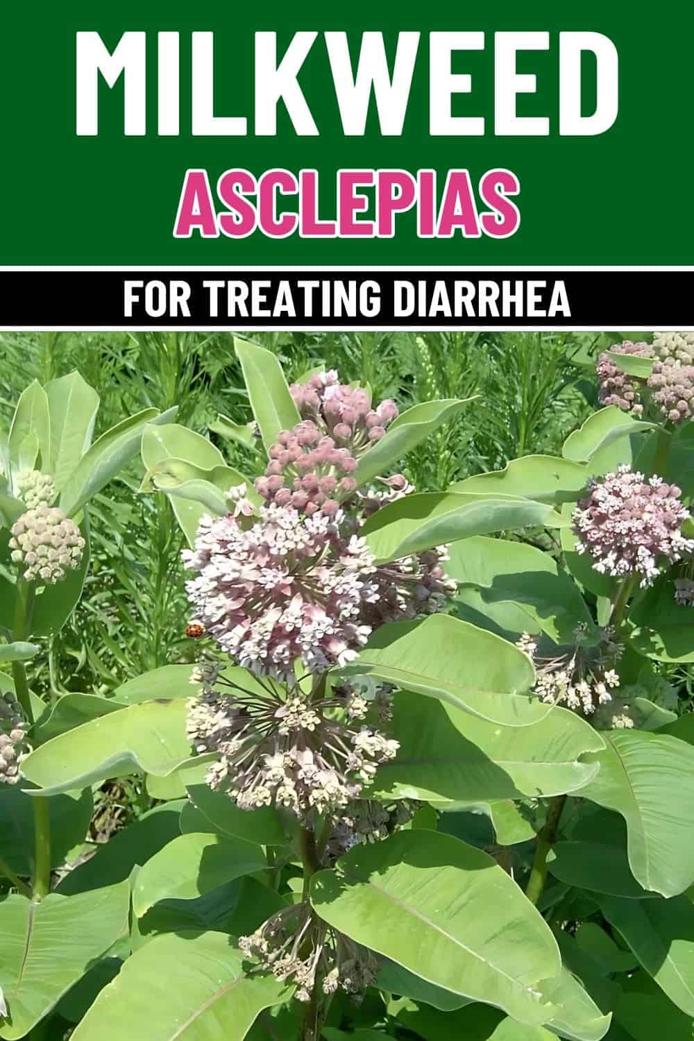 Can Milkweed Be Used to Treat Diarrhea Exploring Its Potential Benefits