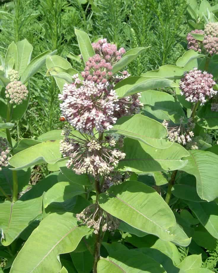 Can Milkweed Be Used to Treat Diarrhea? Exploring Its Potential Benefits