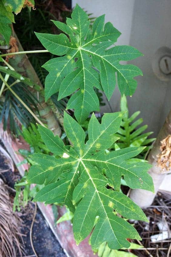 Why Everyone Battling Dengue Fever Should Know Papaya Leaf