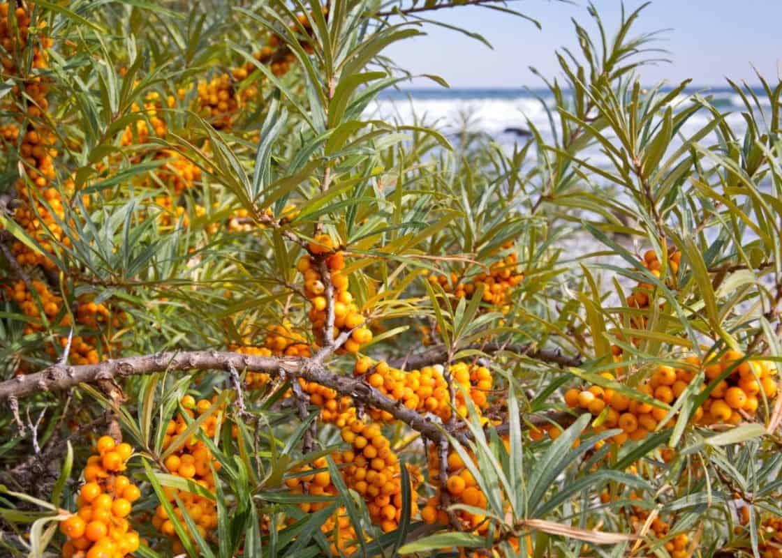 How Sea Buckthorn Can Help Slow Down Your Aging Process?