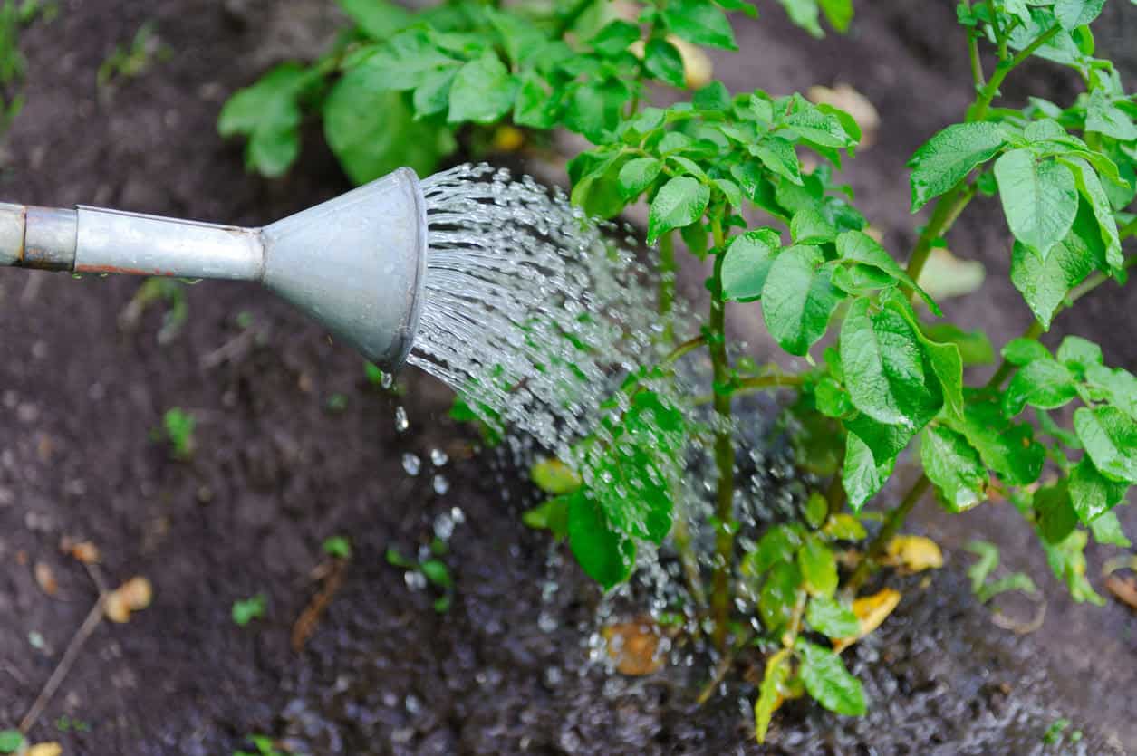 The Full Guide to Cutting and Planting Potatoes for a Bigger, Healthier Harvest