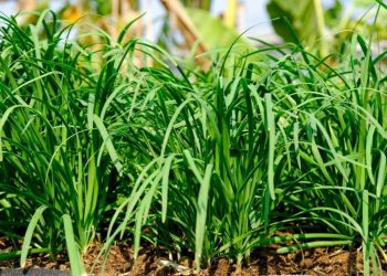 7 Incredible Health Benefits of Chinese Chive Leaves You Shouldn’t Miss