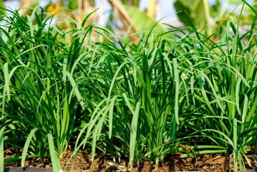 7 Incredible Health Benefits of Chinese Chive Leaves You Shouldn’t Miss