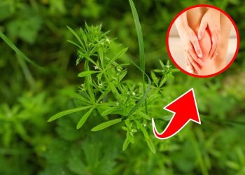5 Surprising Ways Cleavers Can Boost Your Health Naturally