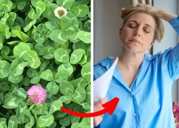 Is Clover the Secret to Better Health? Discover Its 8 Surprising Benefits