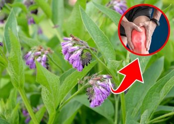 7 Amazing Health Benefits of Comfrey You Need to Know
