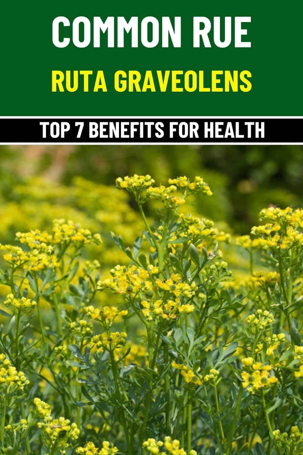 7 Amazing Health Benefits of Common Rue You’ll Wish You Knew Sooner