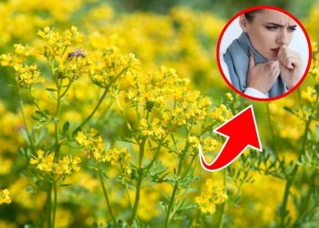 7 Amazing Health Benefits of Common Rue You’ll Wish You Knew Sooner
