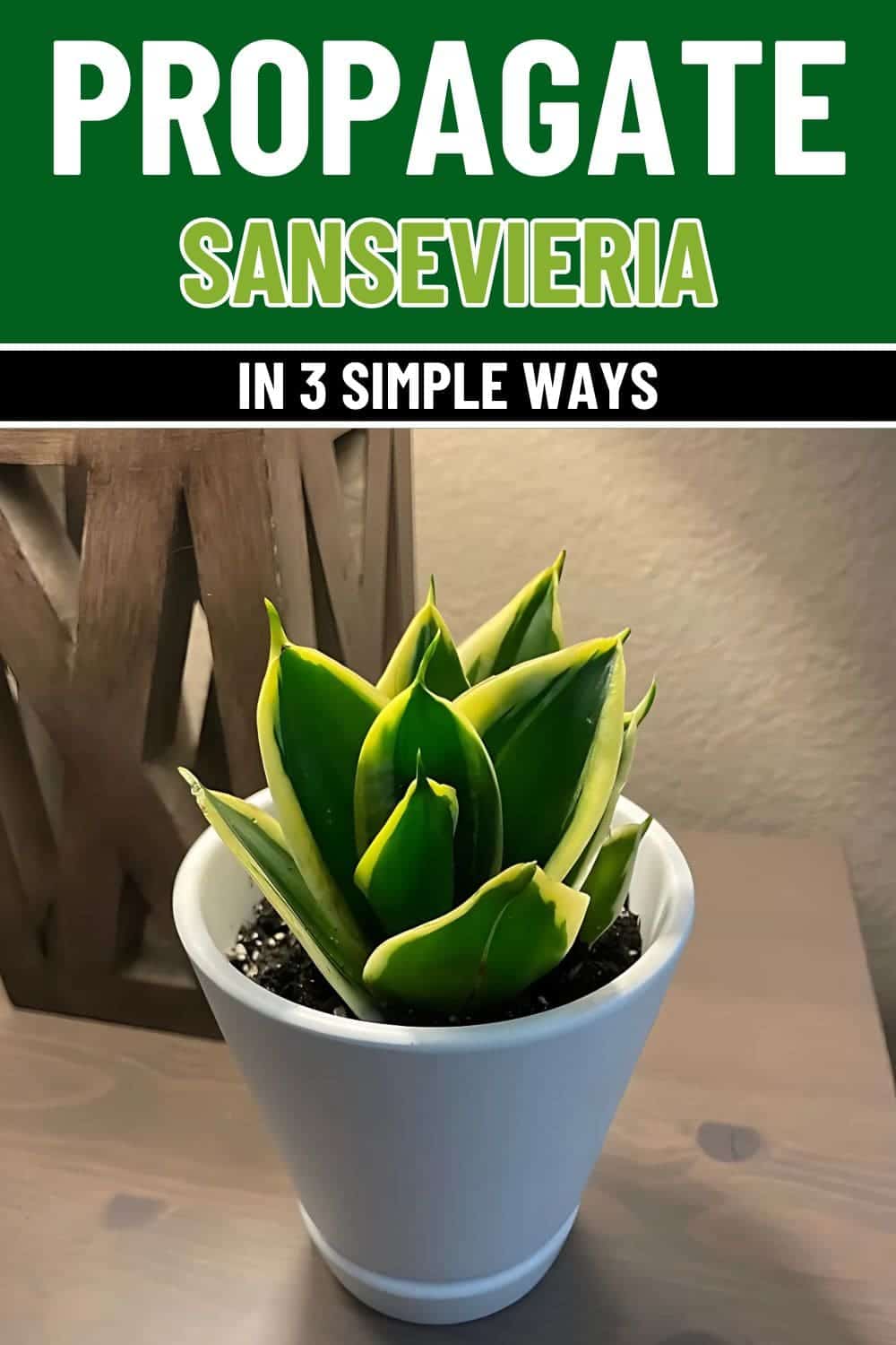 Complete Guide to 3 Simple Ways to Propagate Sansevieria Successfully