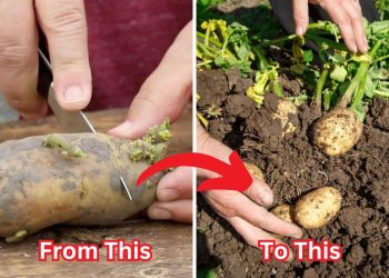 The Full Guide to Cutting and Planting Potatoes for a Bigger, Healthier Harvest