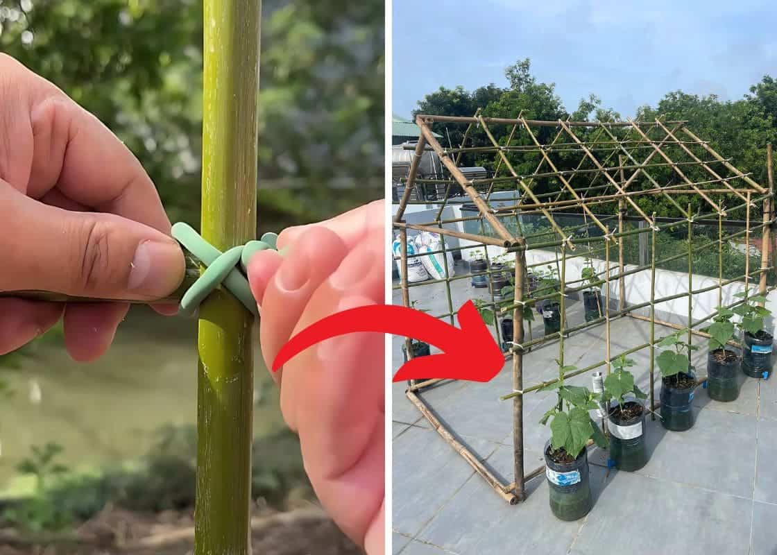 DIY Guide to Building a Bamboo Trellis for Cucumber Plants