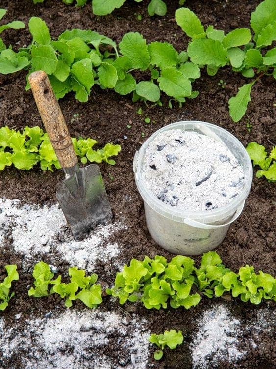 How to Use Ash in Gardening: Benefits, Precautions, and Best Practices